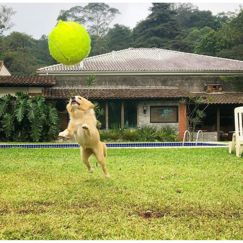 Tênis Ball - A gigante bola para cães